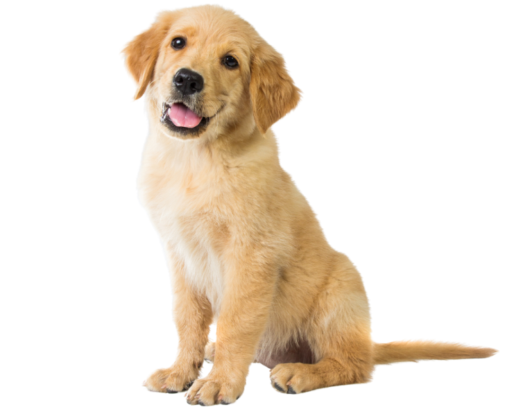 dog (5)